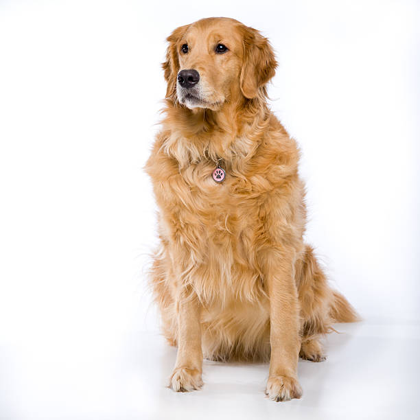 istock Golden Retriever sitting 160110777