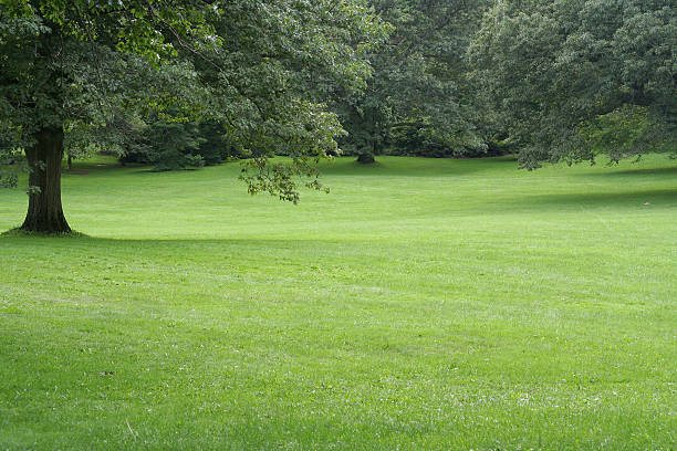 istock Green Garden landscape 160110937