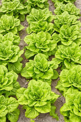 Organic lettuce on a field, selective focus.