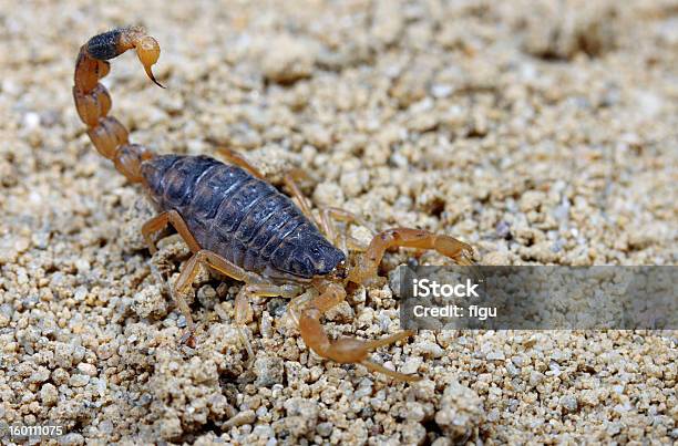 Scorpion Stock Photo - Download Image Now - Scorpion, Yellow, Animal