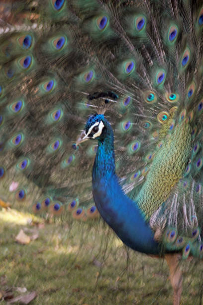 Pheasants and Partridges (Phasianidae)
Indian Peafowl (Pavo cristatus)