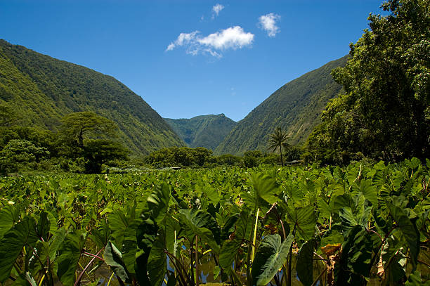 taro waipio campos - hamakua coast imagens e fotografias de stock