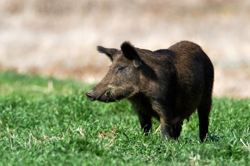 Feral Mother Sow