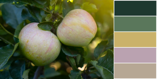 istock apple on branch, color swatch, palette 1601114434