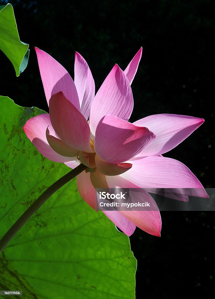 핑크 바하이 - 로열티 프리 0명 스톡 사진