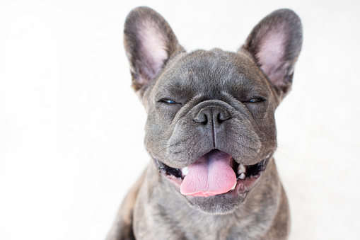 Portrait of a cute grey French bulldog with mouth open isolated on a white background. Portrait of a dog. Pet care
