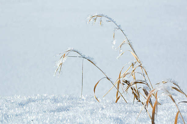 frosty weeds stock photo
