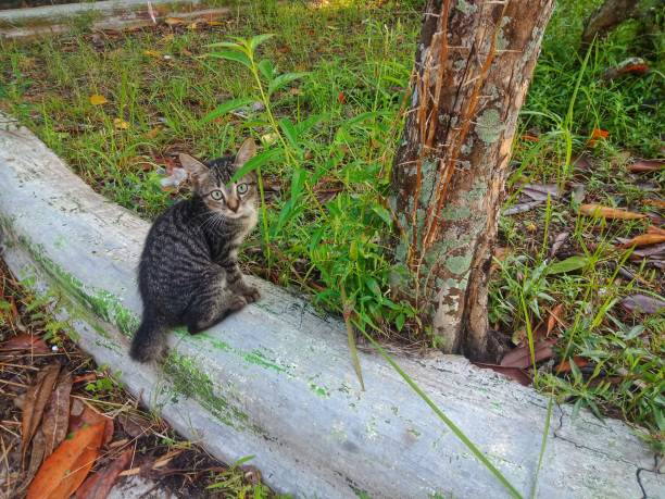 istock stray cat playing in the garden 1601116689