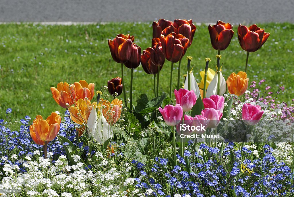 Tulipán CAMA - Foto de stock de Azul libre de derechos