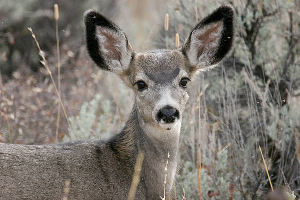 Mule Deer Yearling stock photo