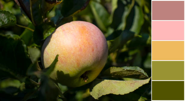 istock apple on branch, color swatch, palette 1601121251