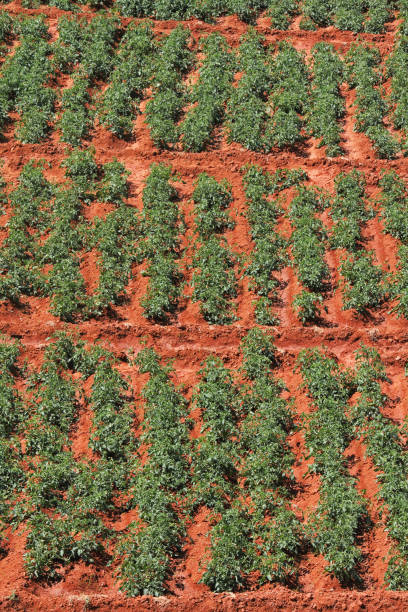 istock Tomato field on bright summer day 1601121297