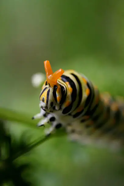 Photo of Caterpillar
