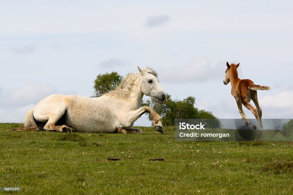 Jungle Jument et Poulain frolics settles - Photo de Animaux à l'état sauvage libre de droits