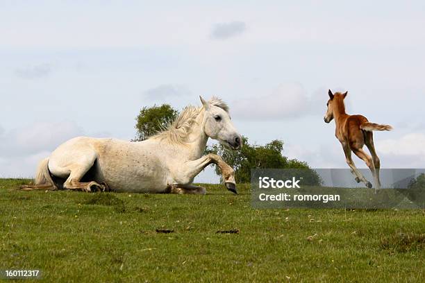 Selva Égua Com Potro Frolics Se Dissipe - Fotografias de stock e mais imagens de Animal selvagem - Animal selvagem, Família animal, Alazão - Cor de Cavalo