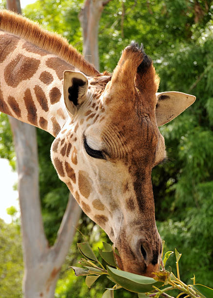 Giraffe eats some green leaves stock photo