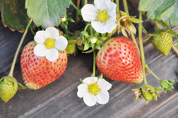 Luscious strawberries in field stock photo