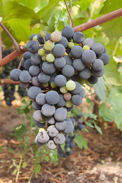 Black grapes hangs on the grapevine.