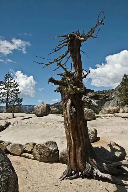 A dead tree in Yosemite National Park, CA