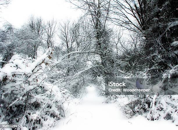 Nívea Madera Foto de stock y más banco de imágenes de Blanco - Color - Blanco - Color, Boscaje, Bosque