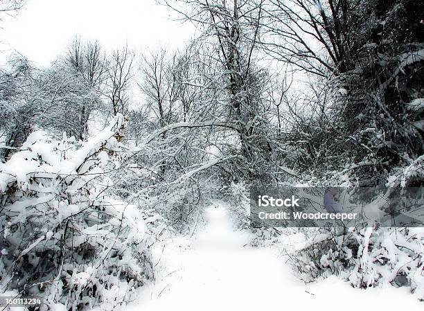 Foto de De Neve Floresta e mais fotos de stock de Atlântico Central EUA - Atlântico Central EUA, Bosque - Floresta, Branco