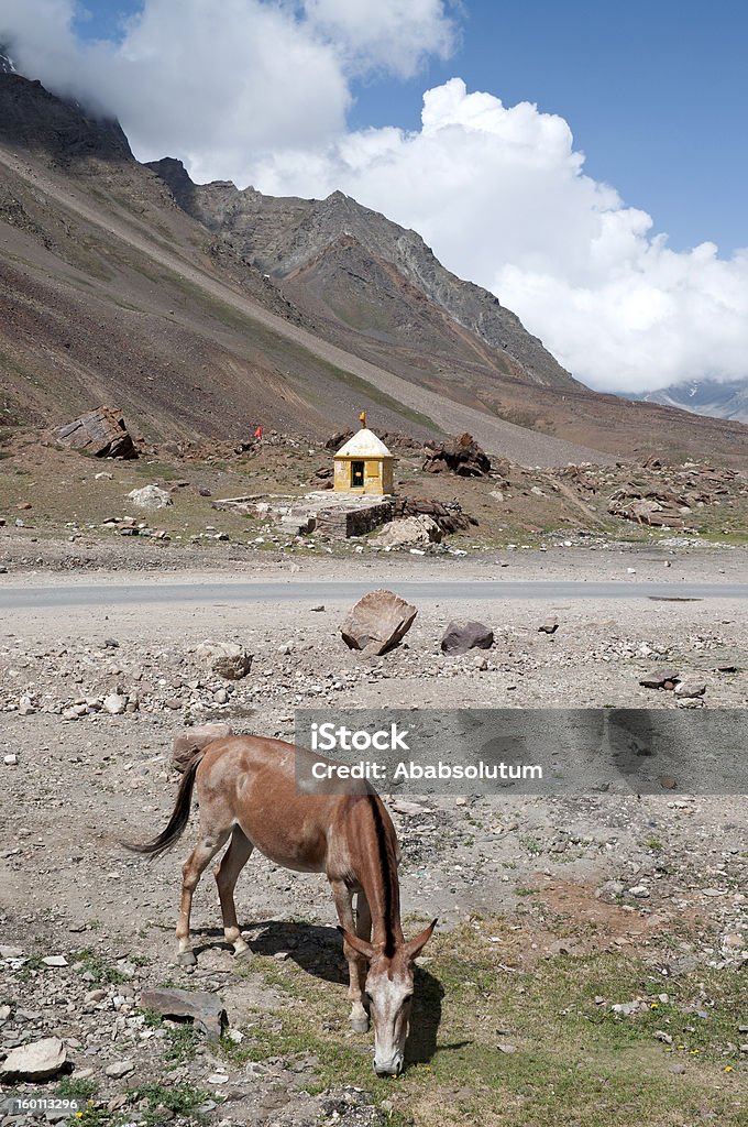 Caballos santuario de pastoreo y del norte de la India - Foto de stock de Aire libre libre de derechos
