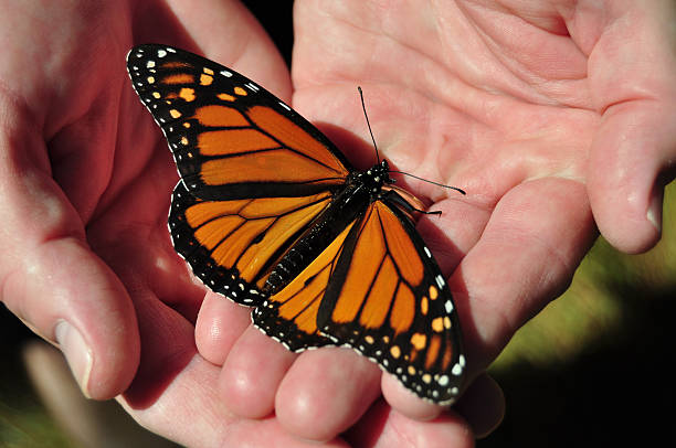 istock Man with open palms holding Monarch butterfly 160113312