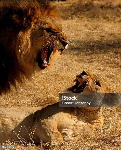 Fighting Pair Of Lions Stock Photo - Download Image Now - Animal, Animal  Wildlife, Animals Hunting - iStock