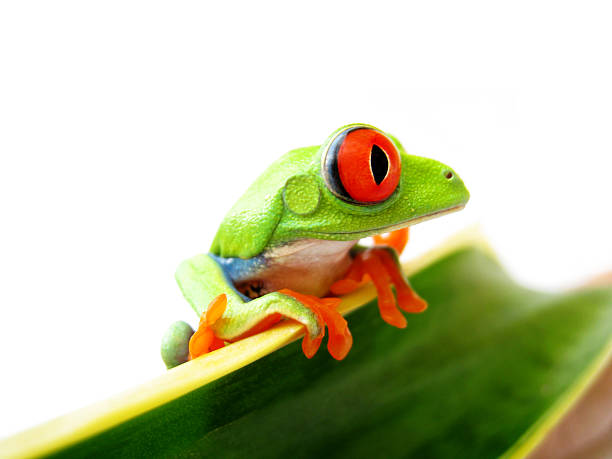 istock red-eyed tree frog, Agalychnis callidryas 160113505