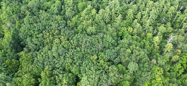 view of treetops (drone image from above tree line) tree, trees, conifers, deciduous, boreal forest, hemlock, pine, maple, oak, cedar, juniper, spruce (green, scenic, nature, flying) living and dead