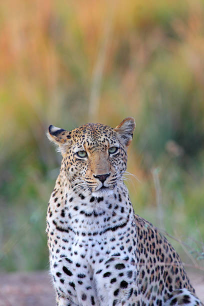istock Portrait of leopard 160113606