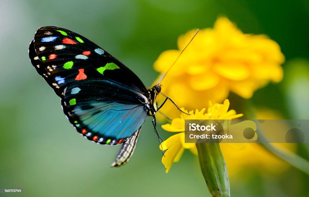 colorful  butterfly colorful  butterfly (photoshoped) Butterfly - Insect Stock Photo