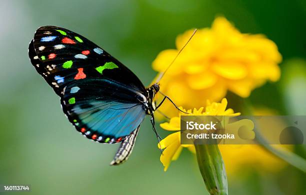 Colorful Butterfly Stock Photo - Download Image Now - Butterfly - Insect, Multi Colored, Blue