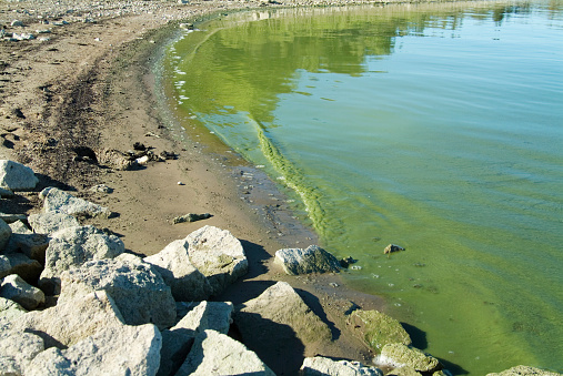 A wave of green algae laps the shoreline. Environmental concerns.  