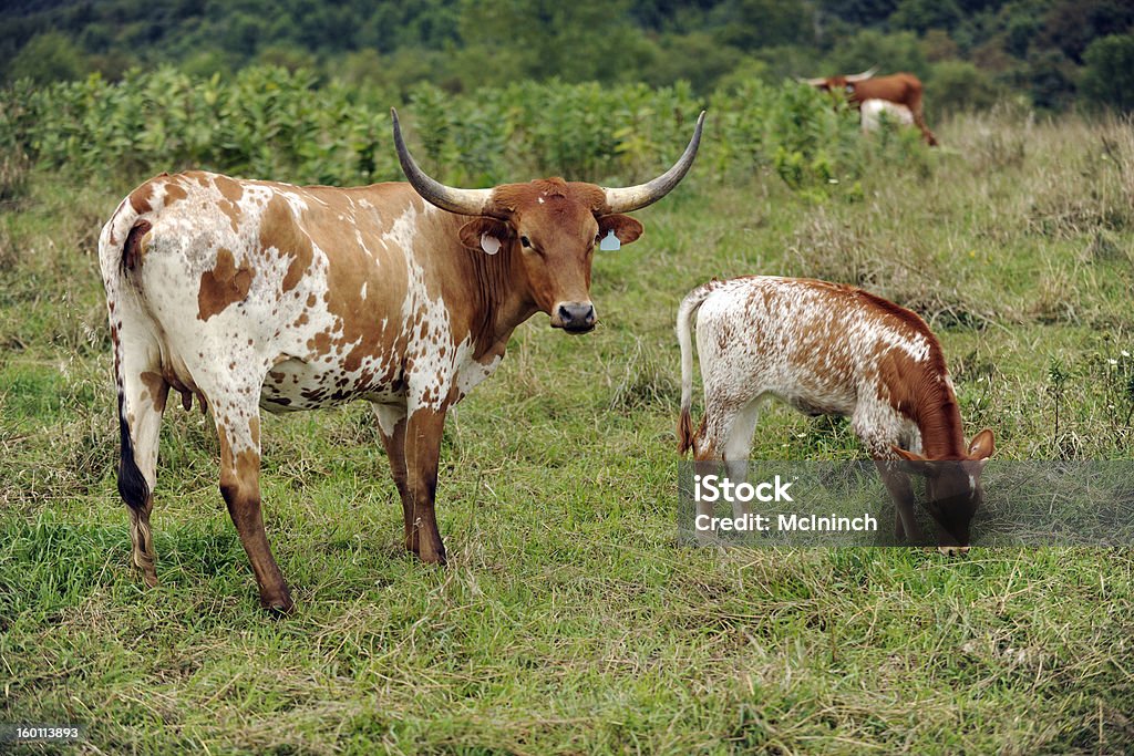 Pastando na Verde - Foto de stock de Agricultura royalty-free