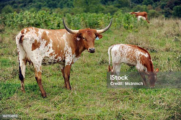 Foto de Pastando Na Verde e mais fotos de stock de Agricultura - Agricultura, Animal, Animal doméstico