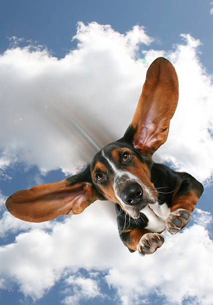 a basset hound flying in the sky