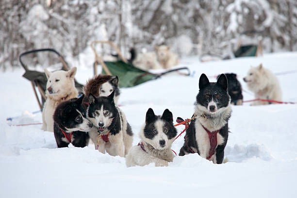 Free Stock Photo of Group of Dogs Pulling Sled Through Snow | Download ...