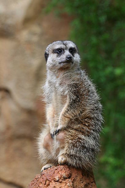 istock Isolated Meerkat on the rock 160114142