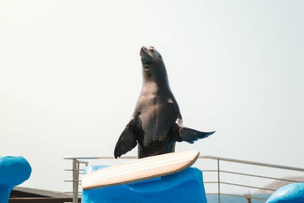 Seal performing a cute trick by standing on its front fins.