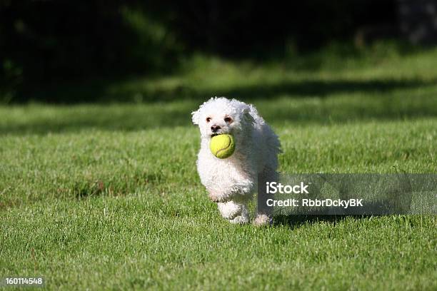 Foto de Buscar e mais fotos de stock de Animal - Animal, Atividade, Brincalhão