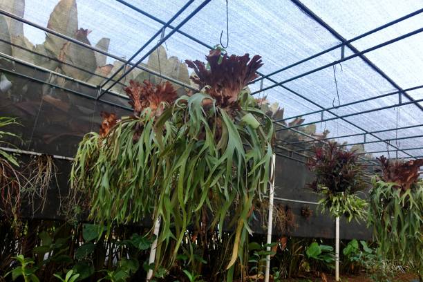 istock Indoor hanging pots garden to protect non-native plants. 1601145732