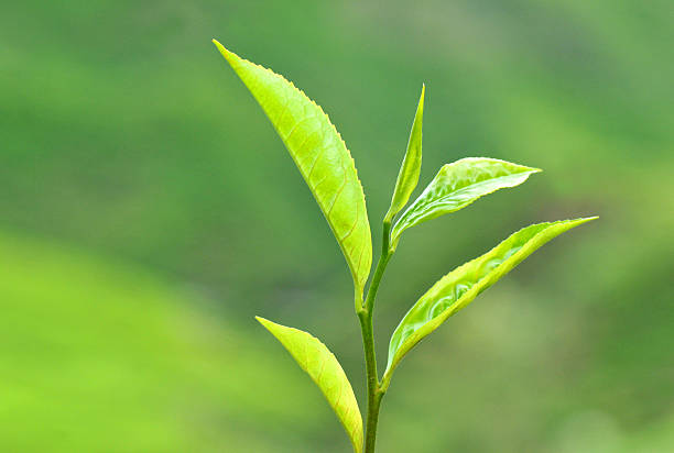 tea leaves in the cameron highlands,malaysia stock photo