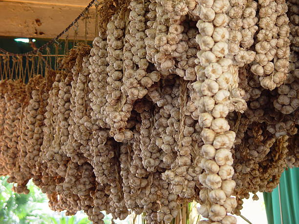Tons of garlic stock photo