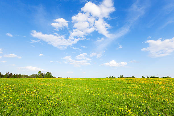 istock yellow  flowers under blue cloudy sky 160115062