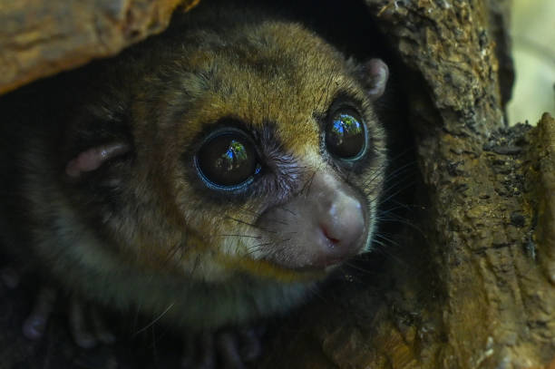istock Grey mouse lemur Microcebus murinus, portrait, Madagascar nature 1601151839