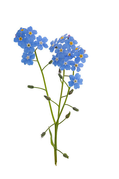 istock blue isolated forget-me-not flowers 160115296