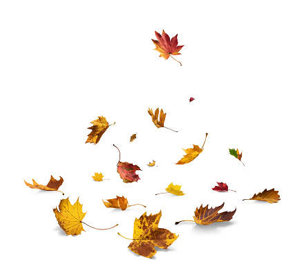 Autumn leaves falling to the ground. White background.