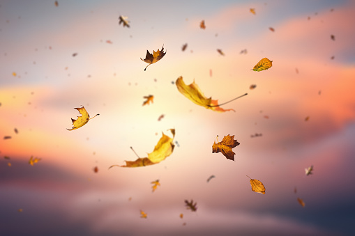 Background full of falling autumn leaves at sunset.