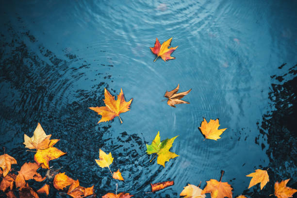 istock Autumn Leaves In Water 1601153580